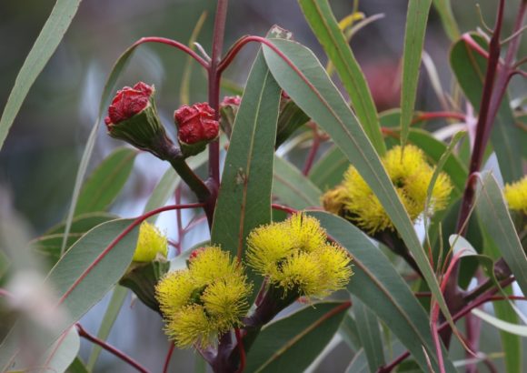 Illyarra (Eucalyptus erythrocorys) is the 2020 Eucalypt of the Year, with beautiful red and yellow flowers