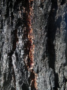The deep black and red bark for which this tree is named.
