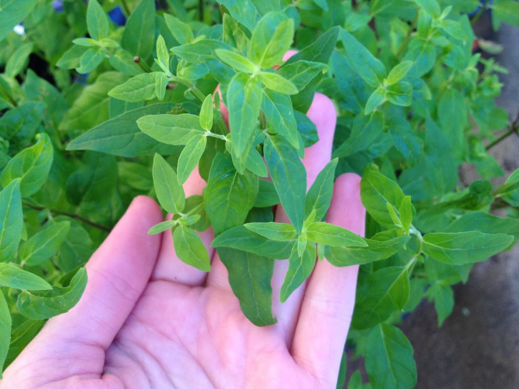 Hand holding a sprig of native mint