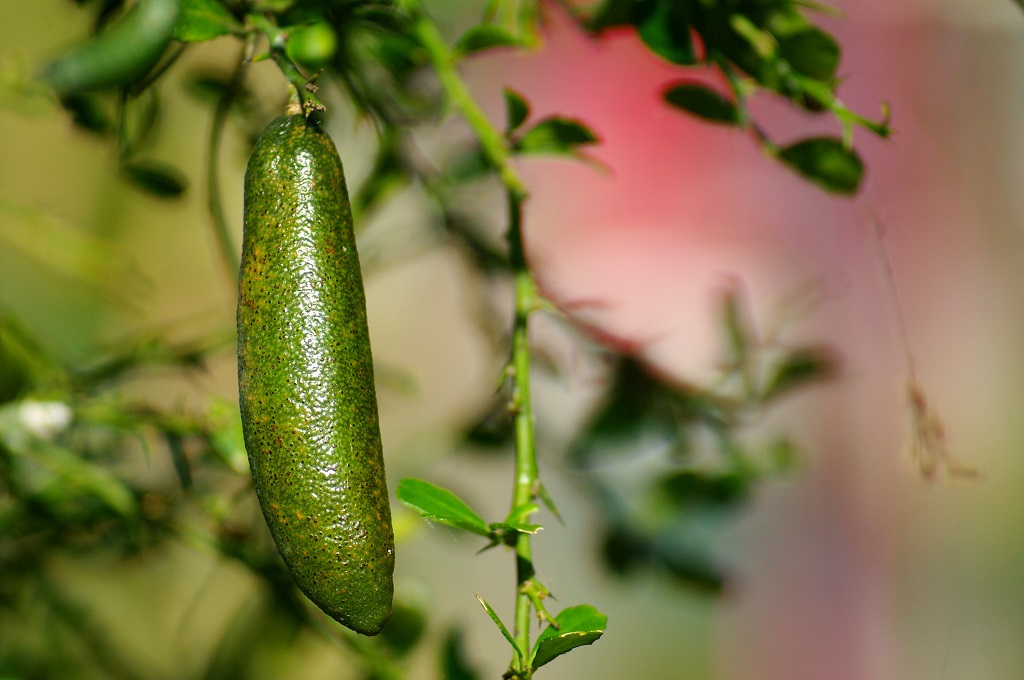 The fruit of the humble Finger Lime (Citrus australasica)