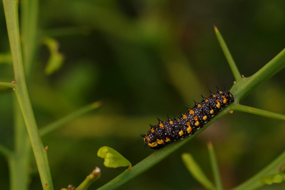 Dainty Swallowtail caterpillars feed on the leaves of a Finger Lime