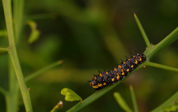Dainty Swallowtail caterpillars feed on the leaves of a Finger Lime