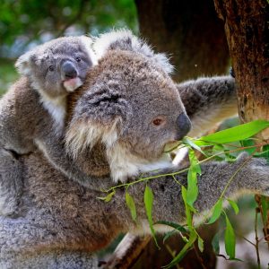 Assisted reproduction science could be a lifeline for koalas