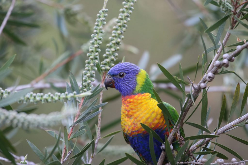 A baby Rainbow Lorikeet in the Yarra area. Image: Cathy Cavallo