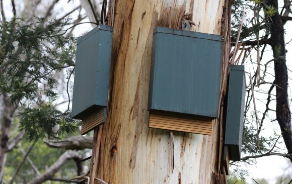 Bat boxes set up in Shepherds Bush, Melbourne
