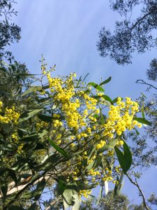 bright yellow wattle in bloom