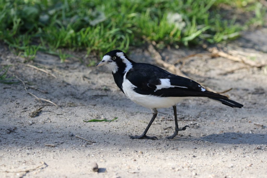 a female magpie-lark wandering on the ground