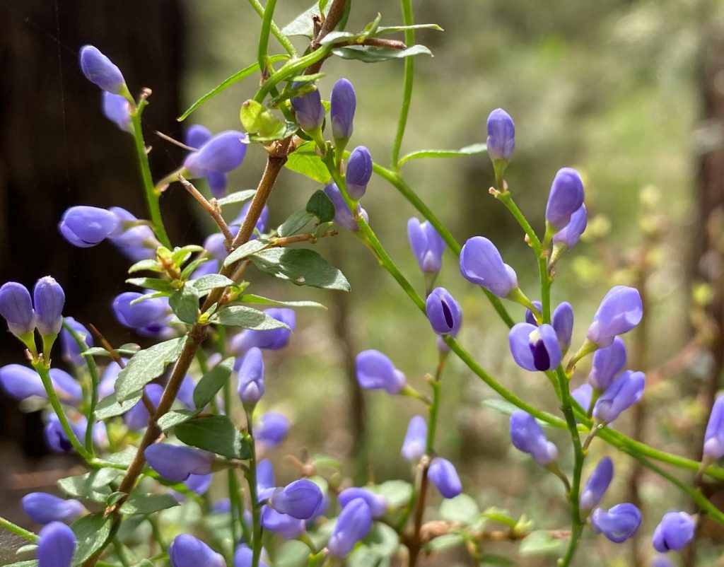 Love Creeper (Comesperma volubile) decorates the forest with sprays of purple buds. Image: Christine Ruff 