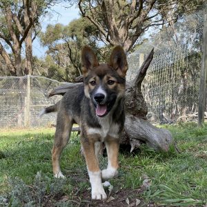 Sooty the dingo pup running at the sanctuary