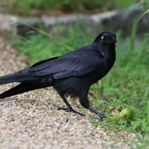 6 reasons to be raven about corvids