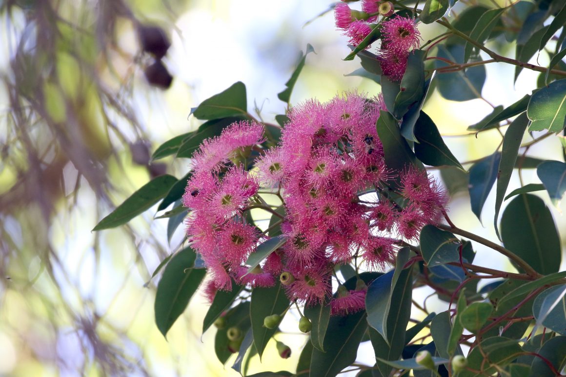 Need help picking your Eucalypt of the Year? Maybe our Eucalypt Champions can help!