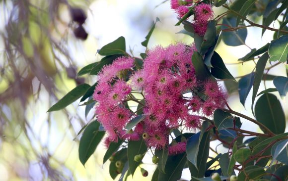 Need help picking your Eucalypt of the Year? Maybe our Eucalypt Champions can help!