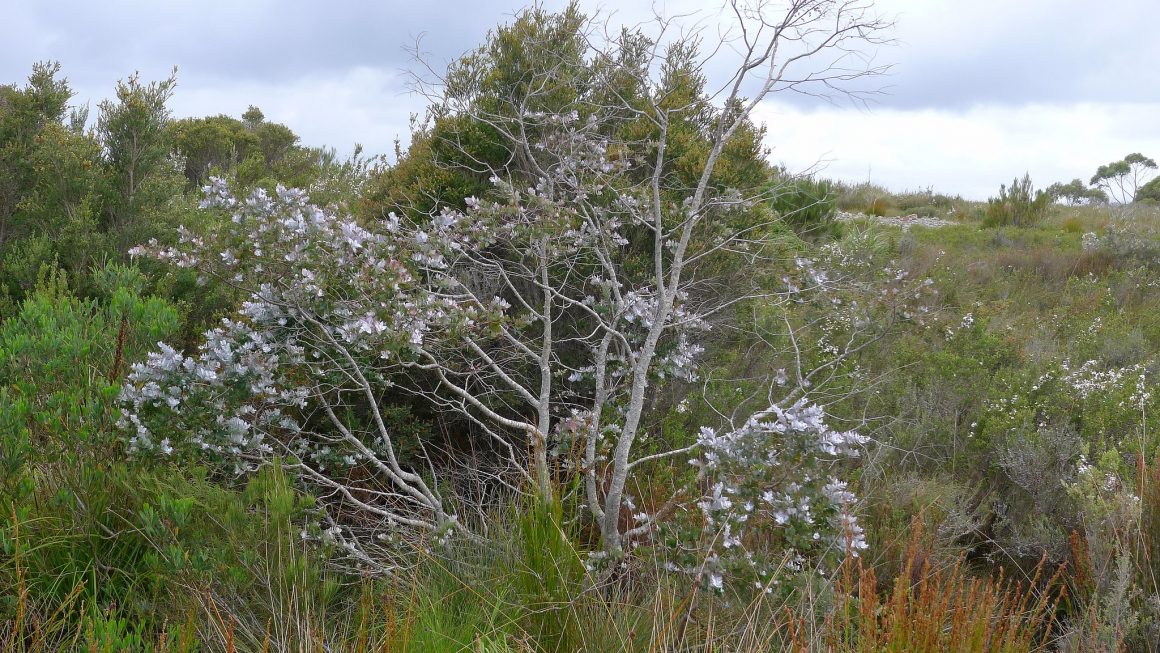 The Silver Gum, a small and stunning decorative tree. The foliage of the Silver Gum is prized in flower arrangements.
