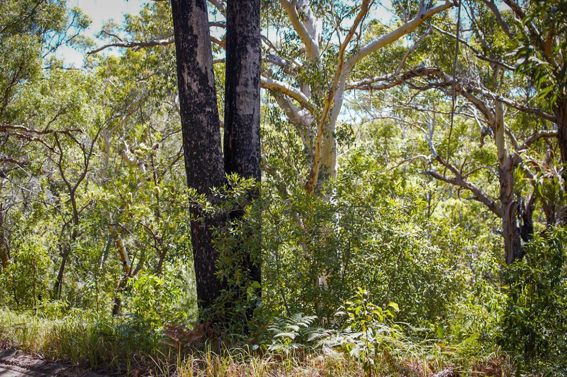 The blackbutt and scribbly gum side by side on k'gari