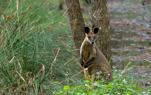 Swamp Wallabies: 3 BIG ecological impacts of a small marsupial