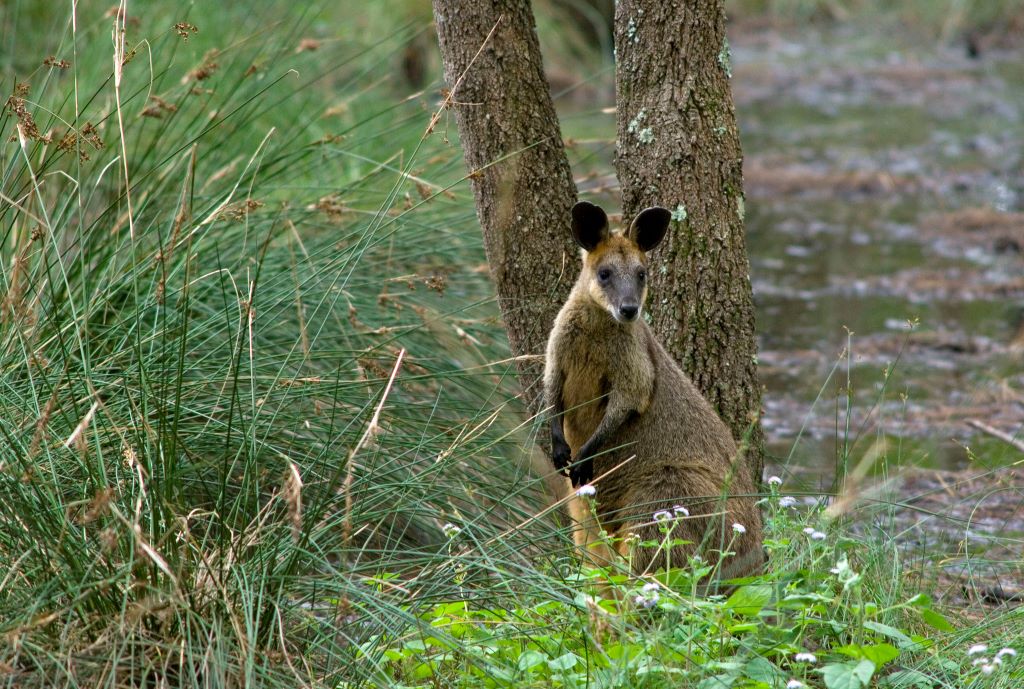Swamp Wallabies: 3 BIG ecological impacts of a small marsupial