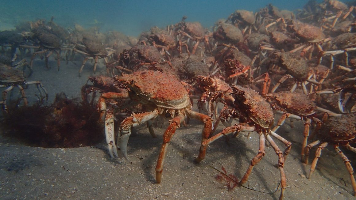 Spider crab aggregation in Port Phillip Bay