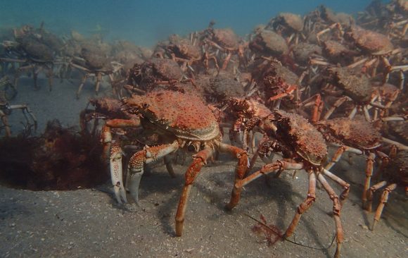Spider crab aggregation in Port Phillip Bay