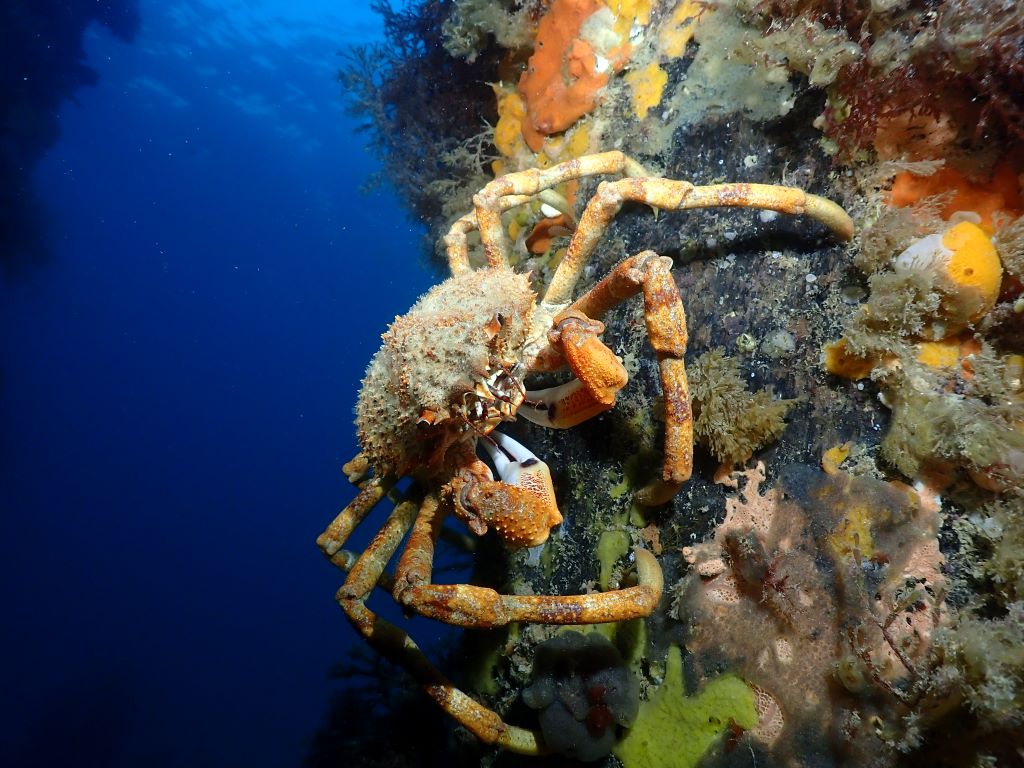 Spider crab in Port Phillip Bay