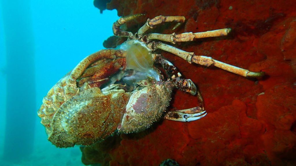 Spider crab moulting
