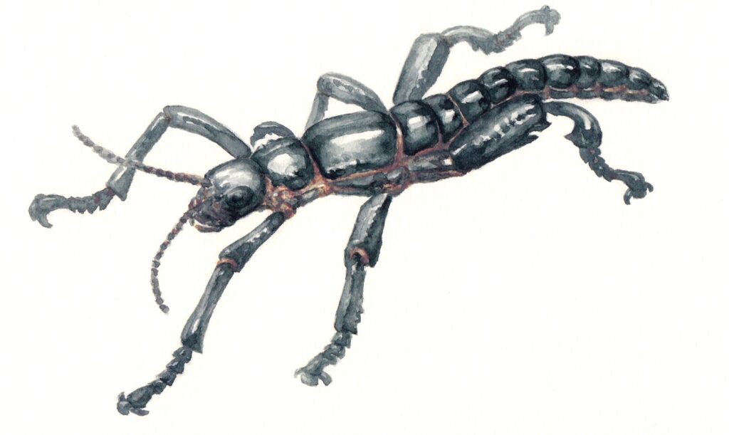A hand-illustrated black stick insect with a rather short, squat body.