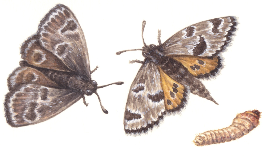 Illustration of a male and female Golden Sun-moth and sun-moth caterpillar. The moths are mostly brown in colour, with darker brown spots. The hindwings of the female are orange, while the male's are the same brown as their forewings. The caterpillar is light brown and nondescript.