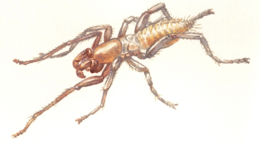A hand-illustration of Dracula's short-tailed whipscorpion. It is a spider-like animal with light brown colouration.