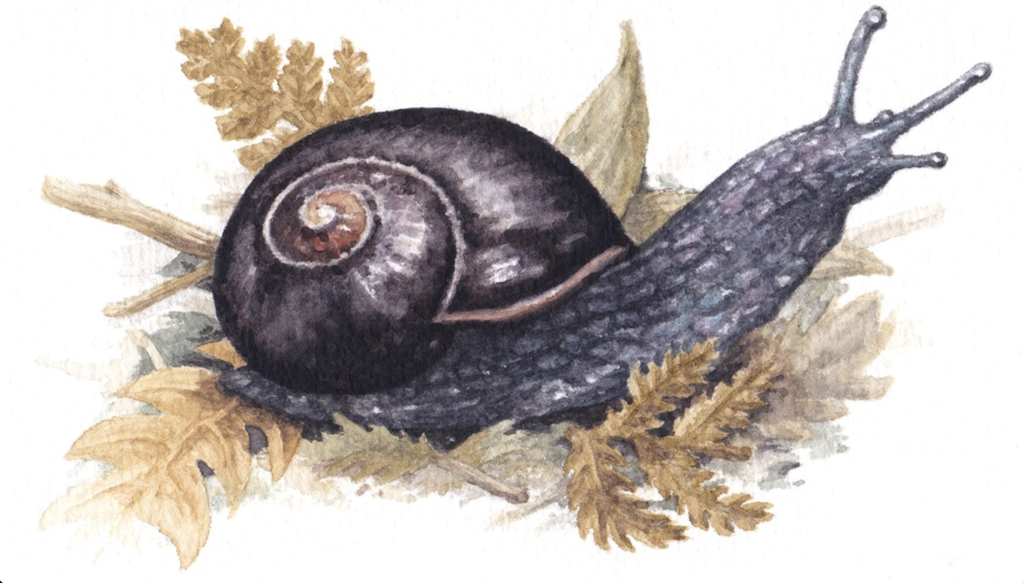 Hand-illustration of a big snail with a black, rounded shell and dark grey body. It is on top of a bed of dried bracken leaves.