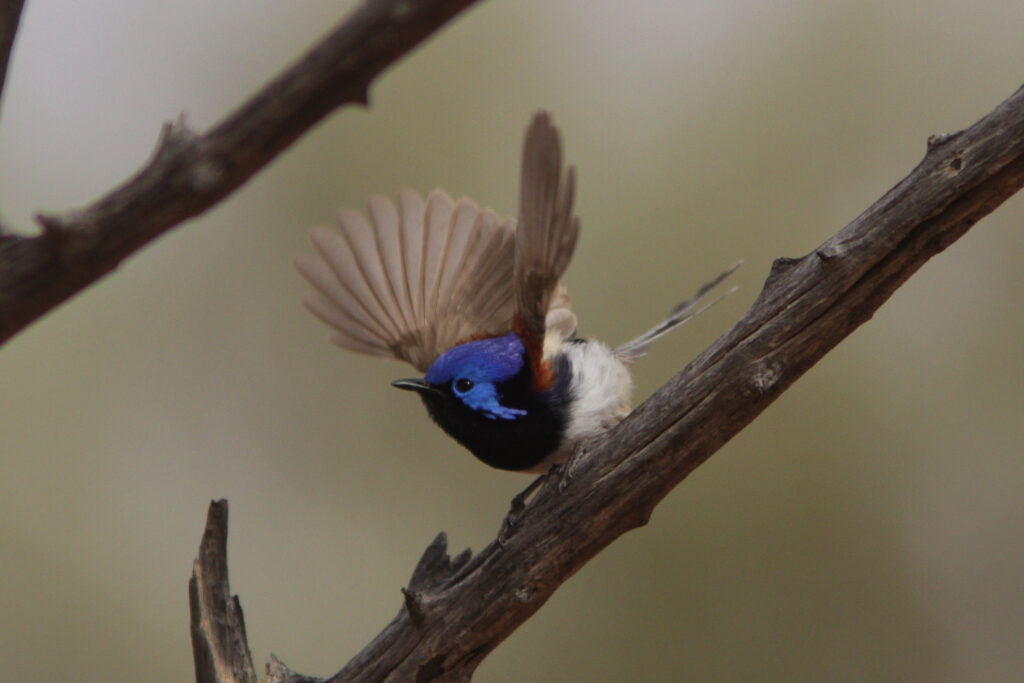 A male Variegated Fairy-wren with wings raised above his head.