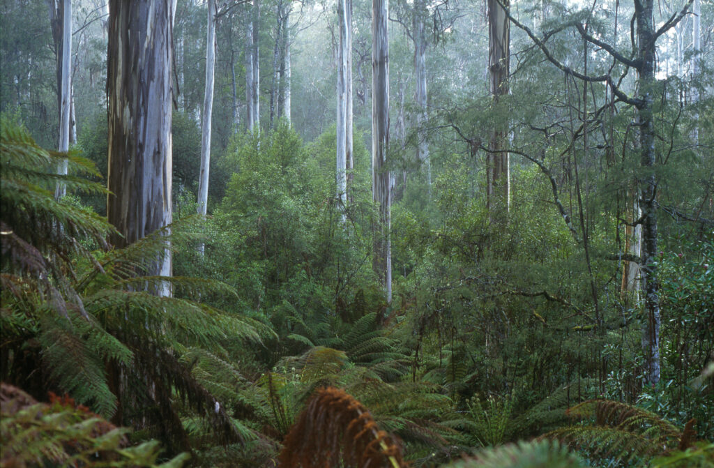 A green wet temperate rainforest with the grey, streaky trunks of tall eucalypts emerging from a sea of green ferns
